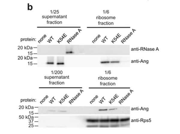 Western Blot using Ribonuclease A